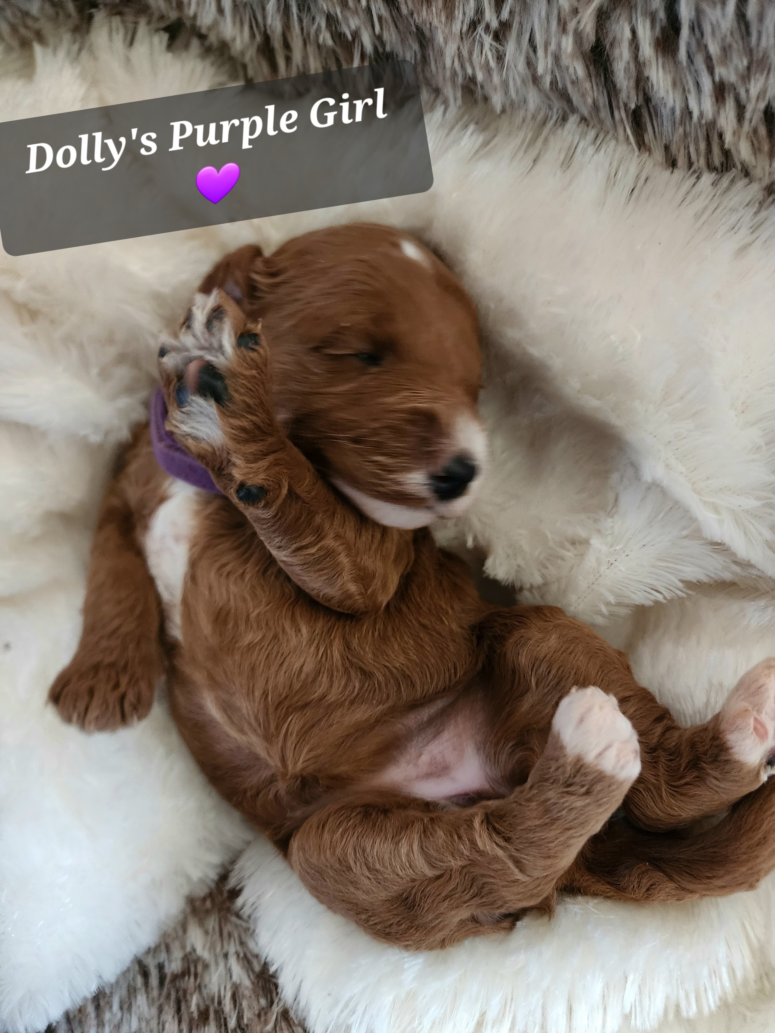 Purple girl - Red  Goldendoodle puppy in Wellford, South Carolina from 4goldendoodles