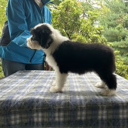 Bearded Collie and Border Collie Puppies from Beloved Bearded & Border Collies