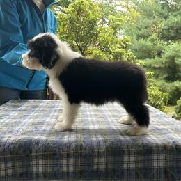 Bearded Collie and Border Collie Puppies from Beloved Bearded & Border Collies