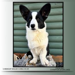 Ozzy - Cardigan Welsh Corgi