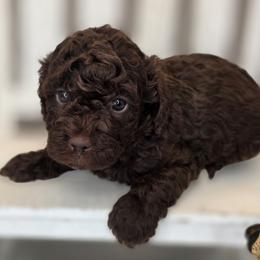 River - Chocolate male Goldendoodle puppy in Decatur, Tennessee from Diamond's Doodles