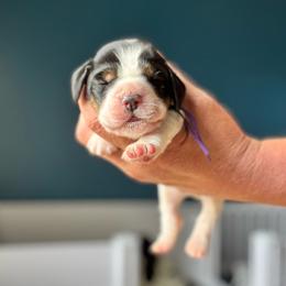 Scout - Black white and tan female English Springer Spaniel puppy in Tupalo, Mississippi from Butterfield Trail Farm