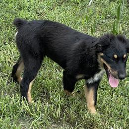 Bean - Black tri-color Australian Shepherd puppy in Kidder, Missouri from Sheep Creek Aussies
