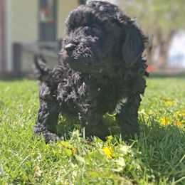 Girl 1 - Black female Companion Cross puppy in Montrose, Colorado from Gnomies Furry Friends
