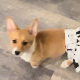 Pembroke Welsh Corgi Puppies from Promise Land Farm