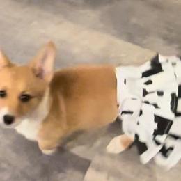 Pembroke Welsh Corgi Puppies from Promise Land Farm