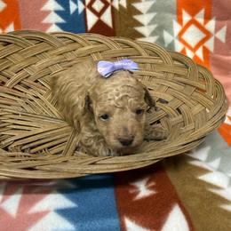 Girl 1 - Red  female Poodle puppy in Golden, Mississippi from Two Creeks Farm Poodles & Doodles