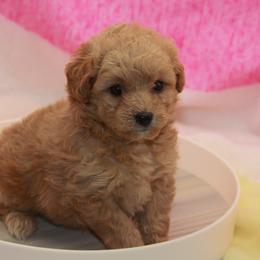 Australian Shepherd, Goldendoodle, and Poodle Puppies from 5AFarms