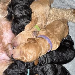 Goldendoodle and Poodle Puppies from HoneyPaw Doodles