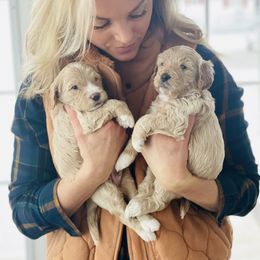 Goldendoodle Puppies from Kings Royal Mini Doodles by King Farms