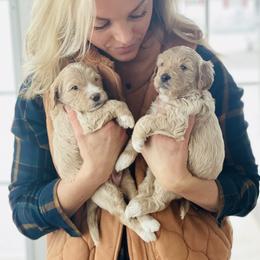 Goldendoodle Puppies from Kings Royal Mini Doodles by King Farms