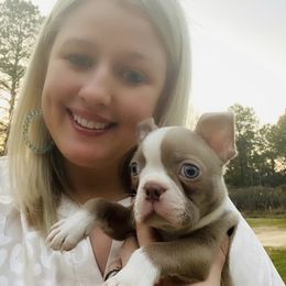 Boston Terrier Puppies from Helton’s Boston Terriers