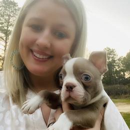 Boston Terrier Puppies from Helton’s Boston Terriers