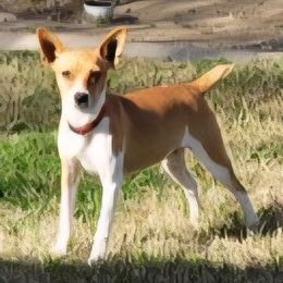 Rat Terrier puppies from Cal Val Rat Terriers