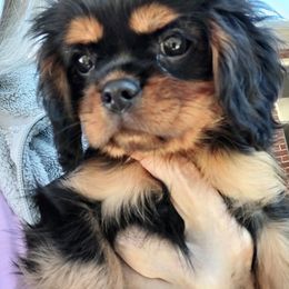 Cavalier King Charles Spaniel Puppies from Malikim Cavaliers