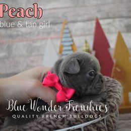 Peach - Tricolors female French Bulldog puppy in Loxahatchee, Florida from Blue Wonder Frenchies