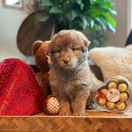 Snickers - Red merle female Aussiedoodle puppy in Sheridan, Arkansas from Runnin’ Wild Ranch Aussies