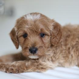 Ollie - Cream male Goldendoodle puppy in Stevens, Pennsylvania from Pebble Paws Lane