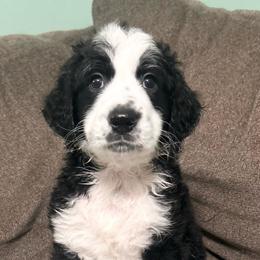 Light blue collar - Black and white male Aussiedoodle puppy in Melrose, Florida from Howdilly Doodley