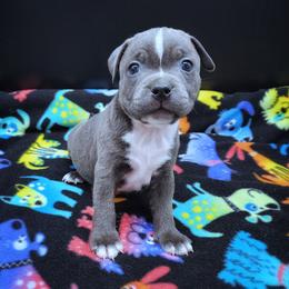 Fawn - Blue and white female Staffordshire Bull Terrier puppy in Dallas, Texas from Wild Blue Staffords