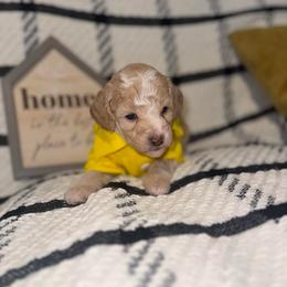 Alfalfa - Apricot male Poodle puppy in Hemet, California from Vallevistadoodles