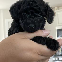 Goldendoodle and Poodle Puppies from King’s  Castle of Doodles