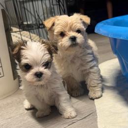 Milo - White and tan male Morkie puppy in Taylorsville, North Carolina from Mountain Top Hot Tailz
