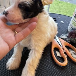 Elvis - White Chinese Crested puppy in Natick, Massachusetts from Mindy Dobrow's Chinese Crested Puppies and standard poodles