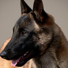Eddie - Belgian Malinois