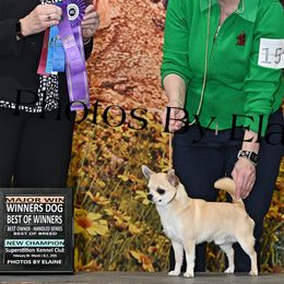 Chihuahuas from Barbara JAN Lukenbill