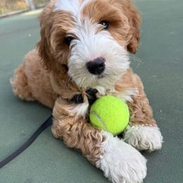 Goldendoodle puppies from Pnwfamilydoodles