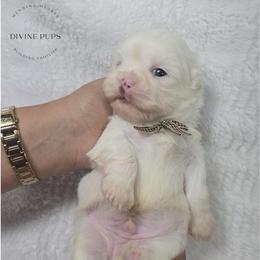 Boy 3 - Liver male Shih Tzu puppy in League City, Texas from Divine Pups