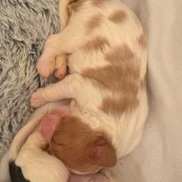 Teddy - Blenheim male Cavalier King Charles Spaniel puppy in North Carolina from Waggin Tails