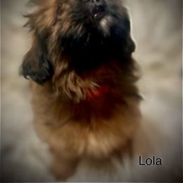 Shih Tzu Puppies from LowCol Ranch