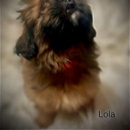 Shih Tzu Puppies from LowCol Ranch