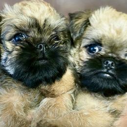 Brussels Griffons from Griffs & Giggles Ranch - The Cortez Family