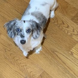 Zoey - Dachshund