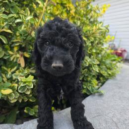 Zach - Black male Cavapoo puppy in Blackfoot, Idaho from Draper Mountain Doodles
