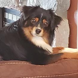 Chanc - Toy Australian Shepherd