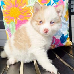 Colonel Mustard SALE 3300 - Chocolate male Pomsky puppy in Christiana, Tennessee from Smoky Mountain Pomskies