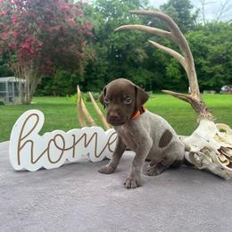 Orange collared boy - Liver roan male German Shorthaired Pointer puppy in Liberty, North Carolina from White Barn Kennels LLC