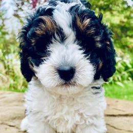 Autumn - Tri-color female Cavapoo puppy in Arlington, Washington from Golden Vista Dogs LLC