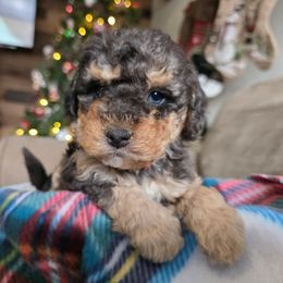 Max - Blue merle male Bernedoodle puppy in Blackfoot, Idaho from Draper Mountain Doodles