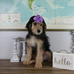 Girl 2 - Phantom Bernedoodle puppy in Riverdale, Utah from La Di Da Doodles