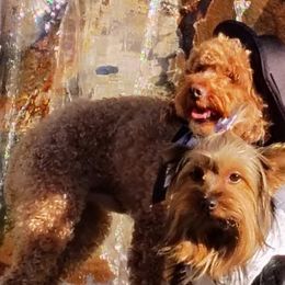 Poodles, Yorkipoos, and Yorkshire Terriers from Desert Flower Breeders