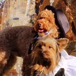 Poodles, Yorkipoos, and Yorkshire Terriers from Desert Flower Breeders