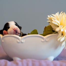 Border Collie, Papillon, Sporty Mix, and Whippet Puppies from Old Hemp Border Collies / Open Horizon Sport Dogs
