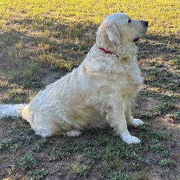Lady - Golden Retriever