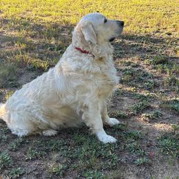 Lady - Golden Retriever