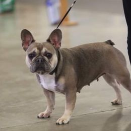 Simmy - French Bulldog